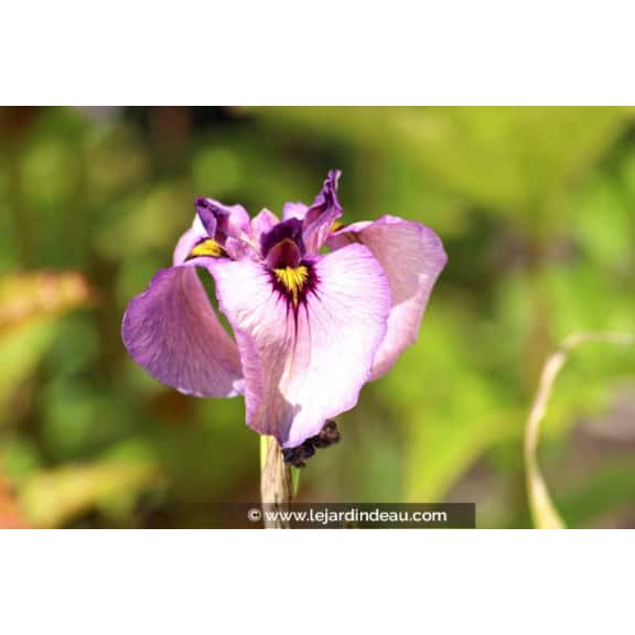 IRIS pseudata 'Kurokawa Noh'