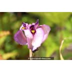 IRIS pseudata 'Kurokawa Noh' IRIS pseudata 'Kurokawa Noh'