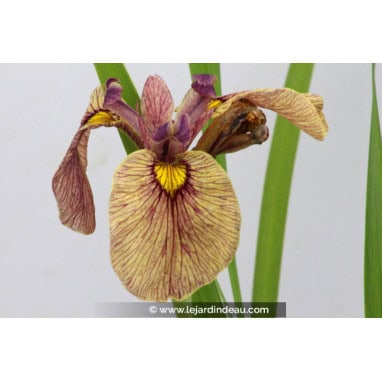 IRIS pseudata \'Yarai\' - Iris du Japon