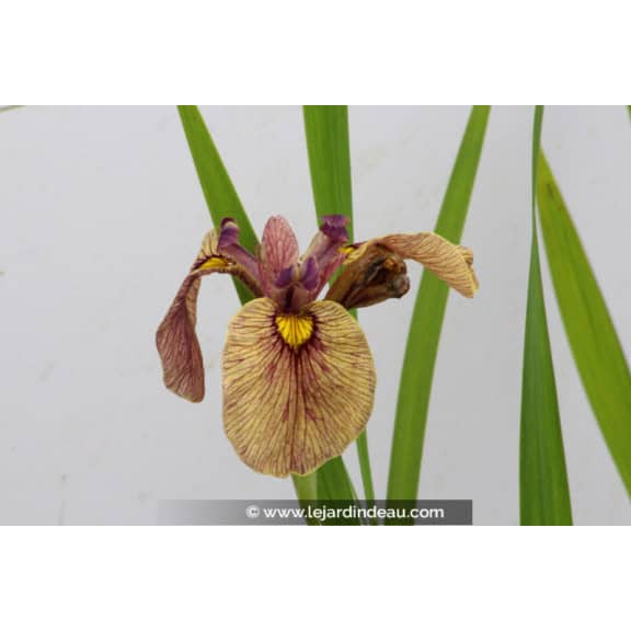 IRIS pseudata 'Yarai'