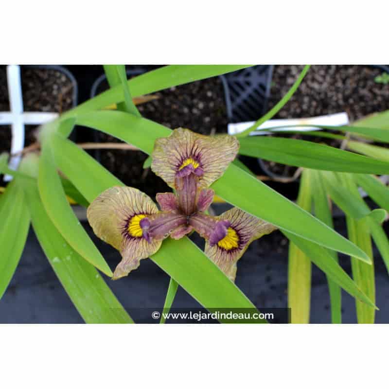 IRIS pseudata 'Yarai' IRIS pseudata 'Yarai'
