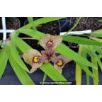 IRIS pseudata 'Yarai' IRIS pseudata 'Yarai'