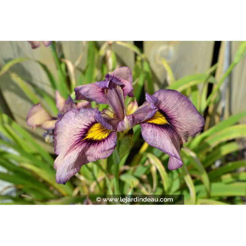 IRIS pseudata 'Yasha' IRIS pseudata 'Yasha'