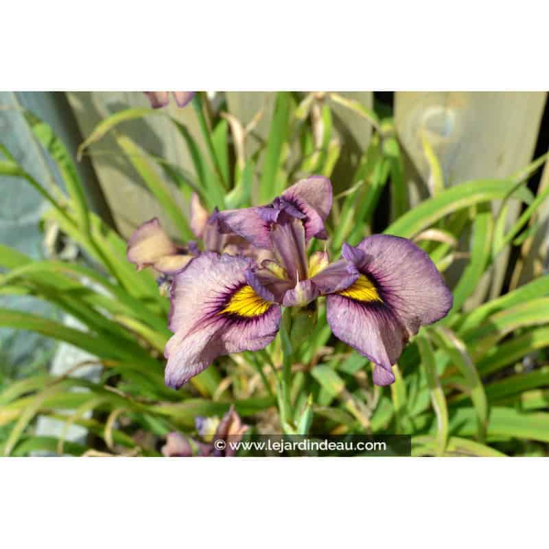 IRIS pseudata 'Yasha' IRIS pseudata 'Yasha'