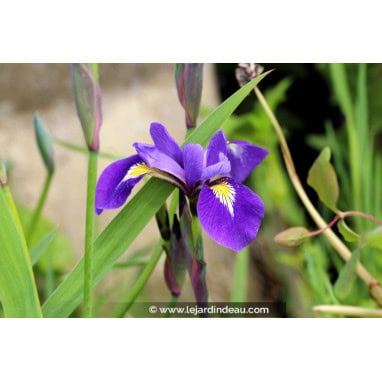 IRIS virginica \'Sumpfprinzessin\' - Iris de Virginie hybride