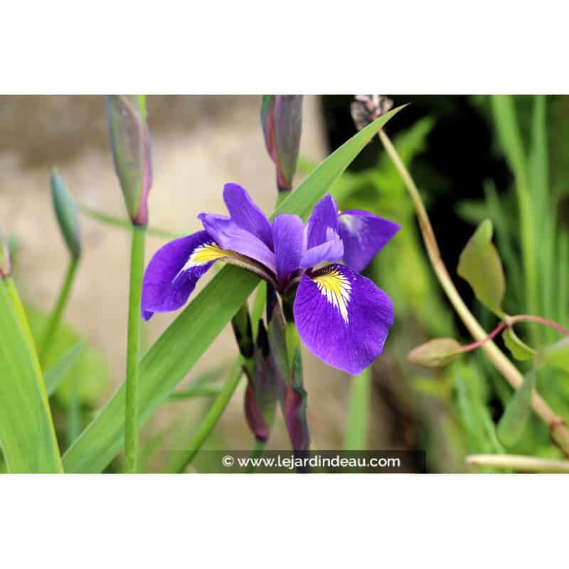 IRIS virginica 'Sumpfprinzessin' IRIS virginica 'Sumpfprinzessin'