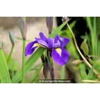 IRIS virginica 'Sumpfprinzessin' IRIS virginica 'Sumpfprinzessin'