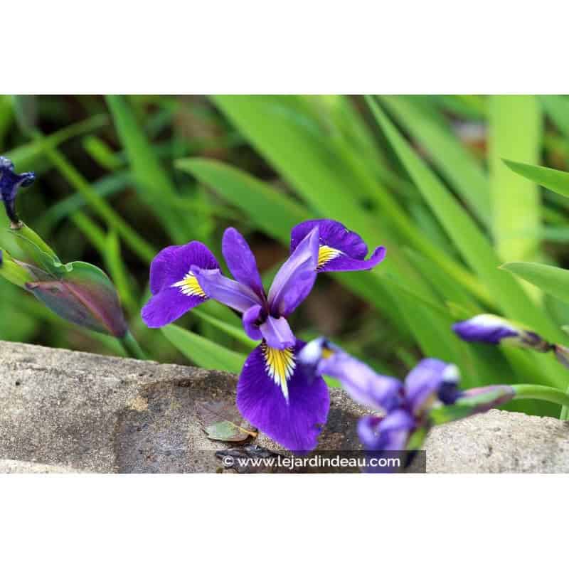 IRIS virginica 'Sumpfprinzessin' IRIS virginica 'Sumpfprinzessin'