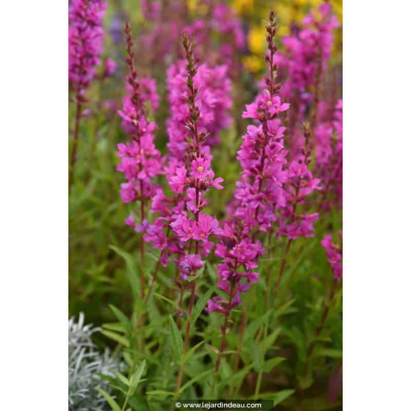 LYTHRUM salicaria 'Robin' LYTHRUM salicaria 'Robin'