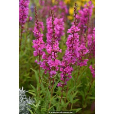LYTHRUM salicaria \'Robin\' - Salicaire commune