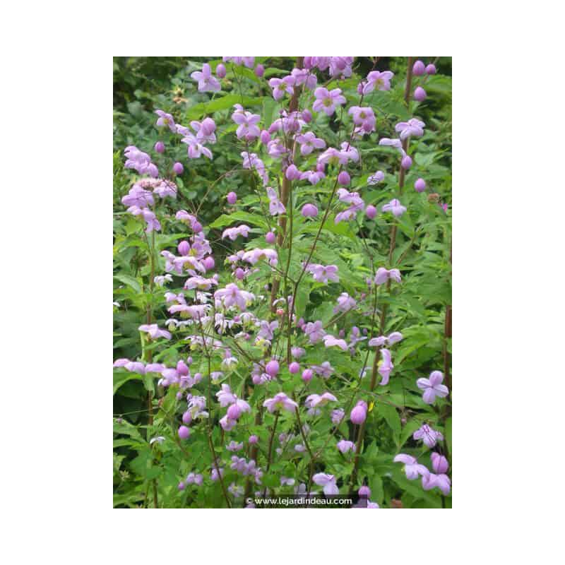 THALICTRUM delavayi