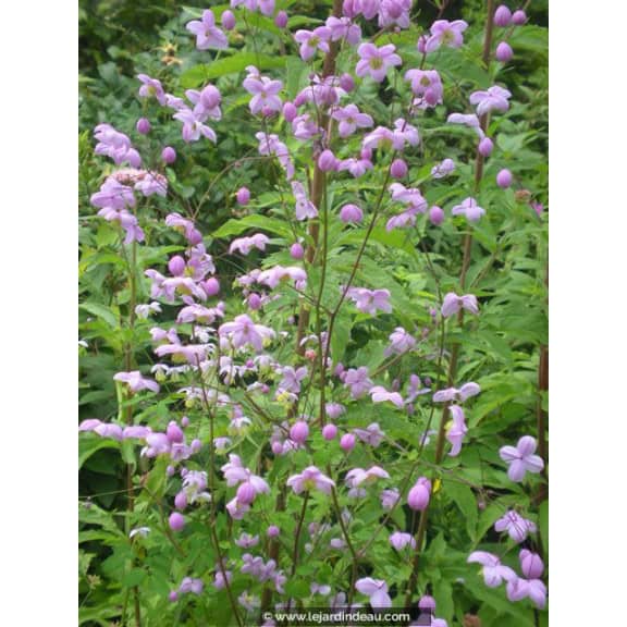 THALICTRUM delavayi