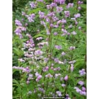 THALICTRUM delavayi