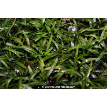 SAGITTARIA subulata - Sagittaire subulaire
