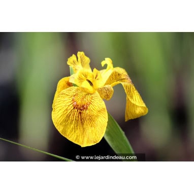 IRIS pseudacorus \'Roy Davidson\' - Iris des marais \'Roy Davidson\', Iris jaune, Iris faux acore