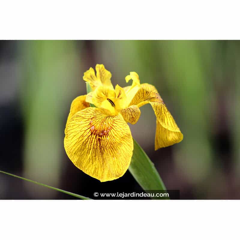 IRIS pseudacorus 'Roy Davidson' IRIS pseudacorus 'Roy Davidson'