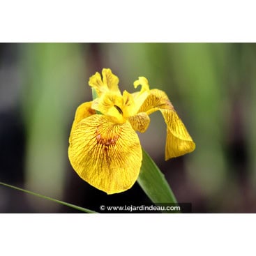 IRIS pseudacorus \'Roy Davidson\' - Iris des marais \'Roy Davidson\', Iris jaune, Iris faux acore