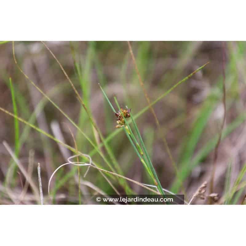 JUNCUS articulatus JUNCUS articulatus