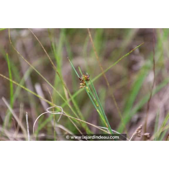 JUNCUS articulatus