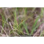 JUNCUS articulatus JUNCUS articulatus