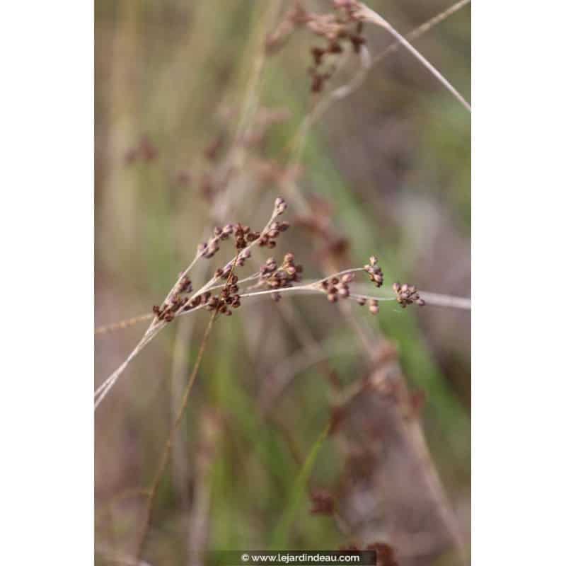 JUNCUS articulatus JUNCUS articulatus