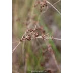 JUNCUS articulatus JUNCUS articulatus