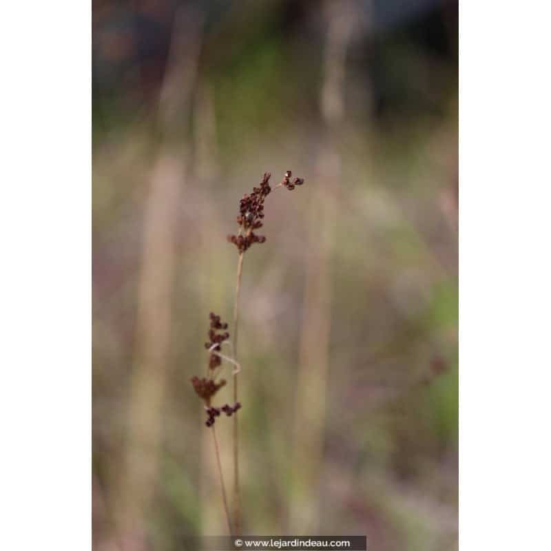 JUNCUS articulatus JUNCUS articulatus