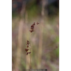 JUNCUS articulatus JUNCUS articulatus