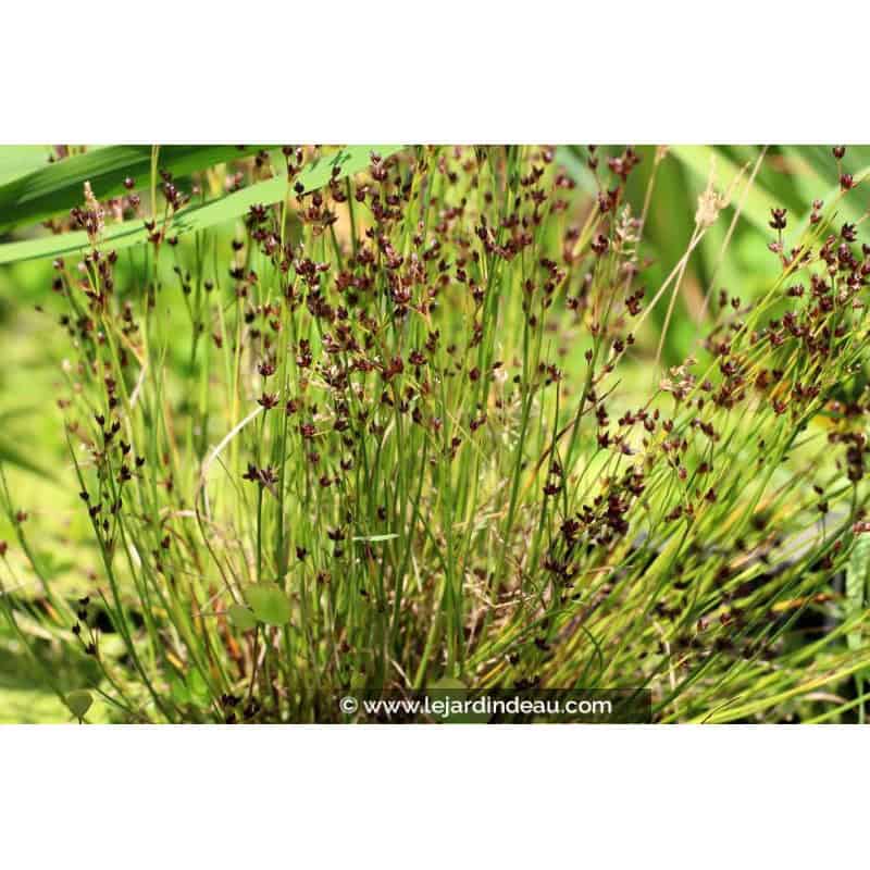 JUNCUS articulatus JUNCUS articulatus
