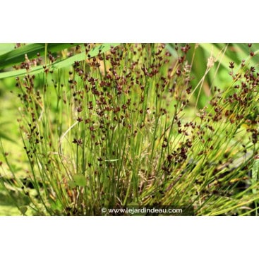 JUNCUS articulatus - Jonc articulé / Jonc à fruits brillants