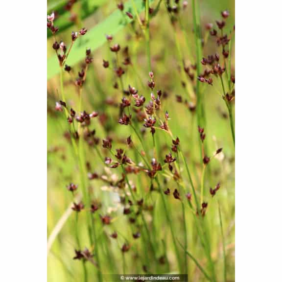 JUNCUS articulatus