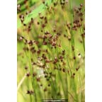 JUNCUS articulatus JUNCUS articulatus