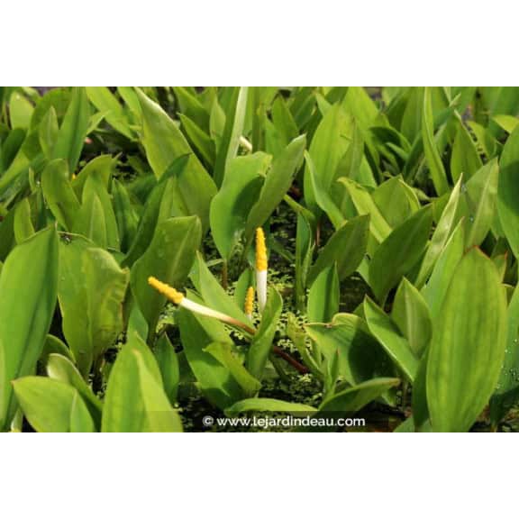 ORONTIUM aquaticum