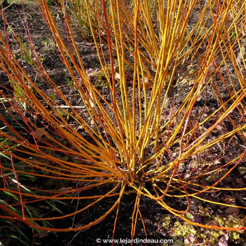 SALIX alba 'Vitellina' SALIX alba 'Vitellina'