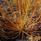 SALIX alba 'Vitellina' SALIX alba 'Vitellina'