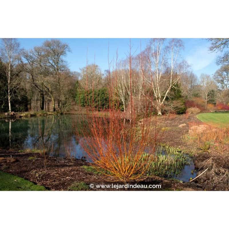SALIX alba 'Yelverton' SALIX alba 'Yelverton'