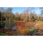 SALIX alba 'Yelverton' SALIX alba 'Yelverton'