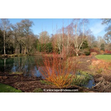 SALIX alba \'Yelverton\' - Saule blanc doré
