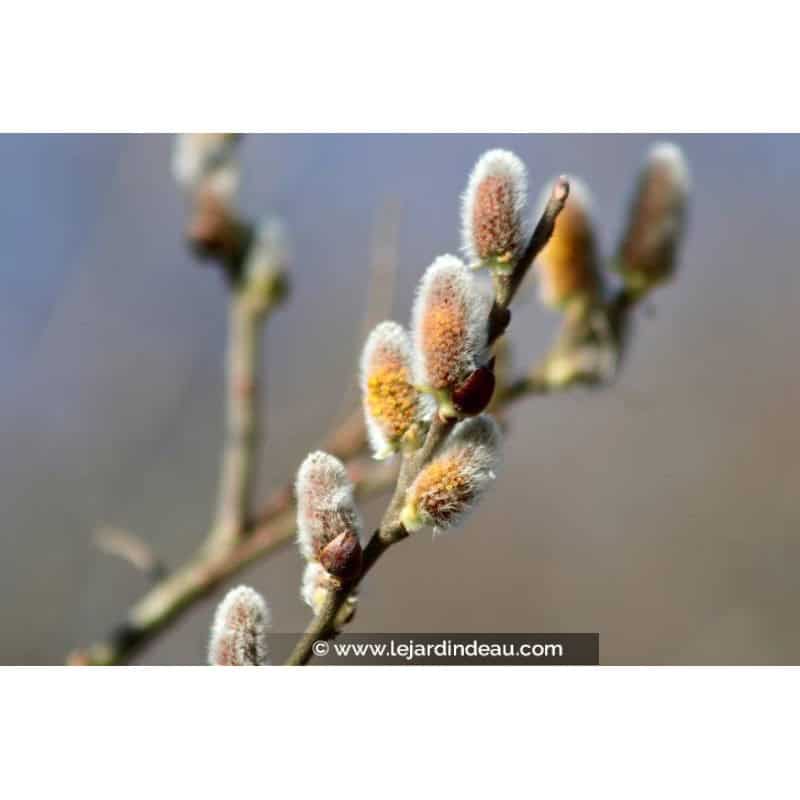 SALIX atrocinerea SALIX atrocinerea