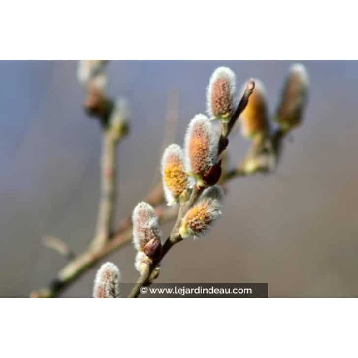 SALIX atrocinerea