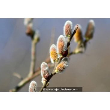 SALIX atrocinerea - Saules à feuilles d\'olivier / Saule roux