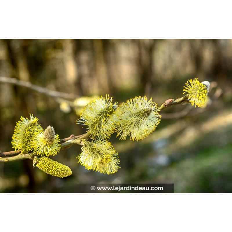 SALIX aurita SALIX aurita