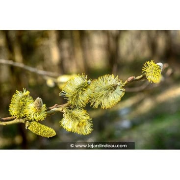 SALIX aurita - Saule à oreillettes / Petit Marsault