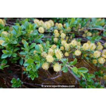SALIX cinerea - Saule cendré / Saule gris