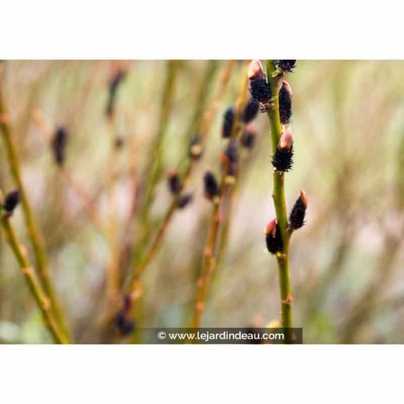 SALIX gracilistyla 'Melanostachys' SALIX gracilistyla 'Melanostachys'
