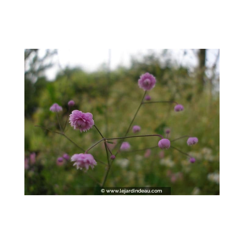 THALICTRUM delavayi 'Hewitt's Double' THALICTRUM delavayi 'Hewitt's Double'