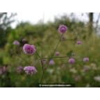 THALICTRUM delavayi 'Hewitt's Double' THALICTRUM delavayi 'Hewitt's Double'