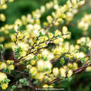 SALIX repens \'Nitida\' - Saule rampant argenté