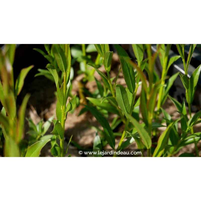 SALIX alba 'Liempde' SALIX alba 'Liempde'