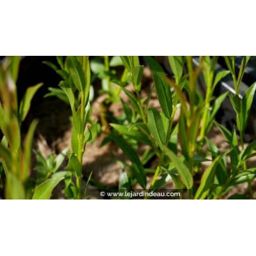 SALIX alba \'Liempde\' - Saule blanc / Saule commun / Saule argenté / Saule vivier / Osier blanc